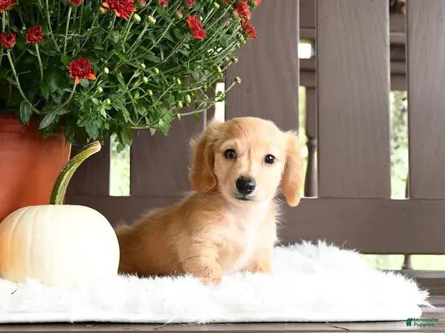 Miniature Dachshund dogs Ardy - Ad 2