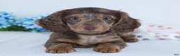 Miniature Dachshund dogs for sale: Ethan - Ad 1