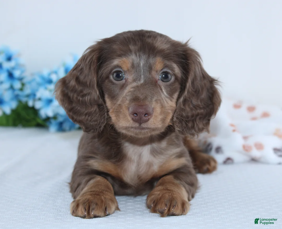 Miniature Dachshund dogs for sale: Ethan - Ad 1
