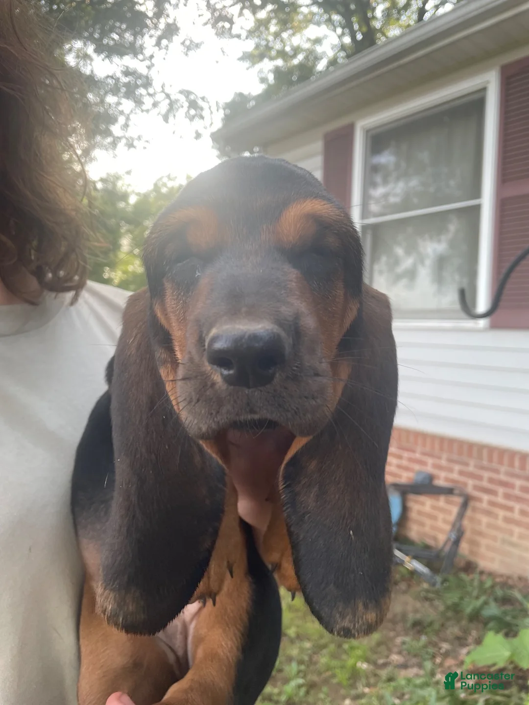 Basset Hound dogs for sale: Blanche (red collar) - Ad 3