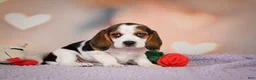 Beagle dogs for sale: OPAL - Ad 4