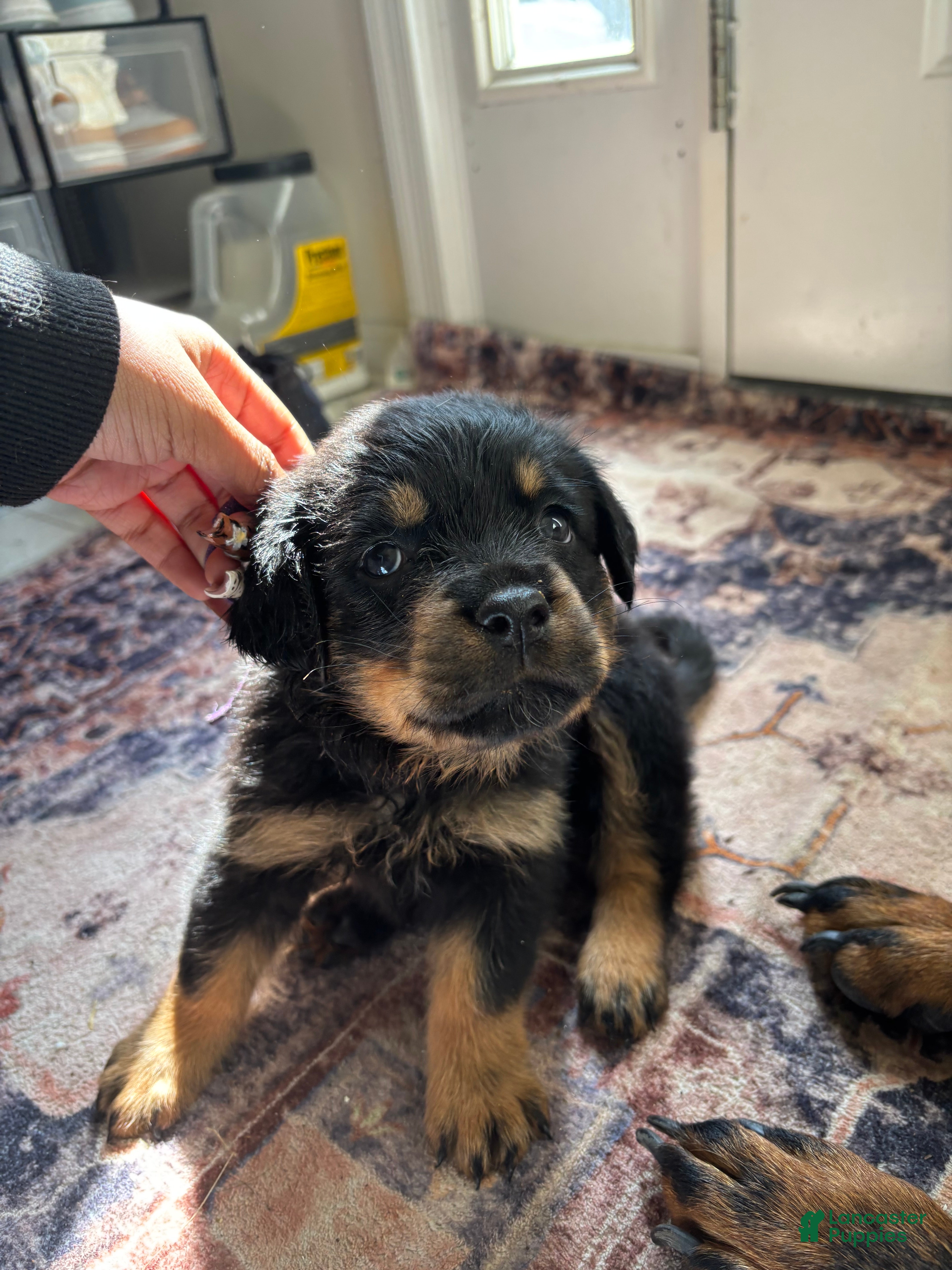 Rottweiler dogs Purple  - Ad 21