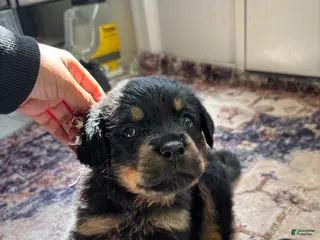 Rottweiler dogs Purple - Ad 21