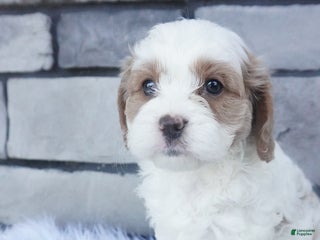 Cavapoo dogs - Ad 35