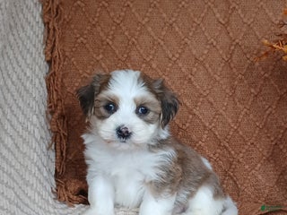 Havanese dogs - Ad 27