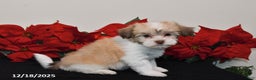 Havanese dogs for sale: Bailey - Ad 5