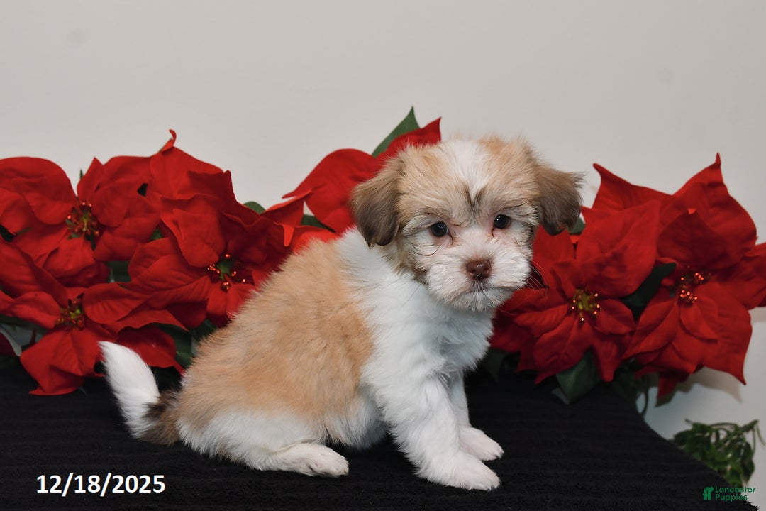 Havanese dogs for sale: Bailey - Ad 5