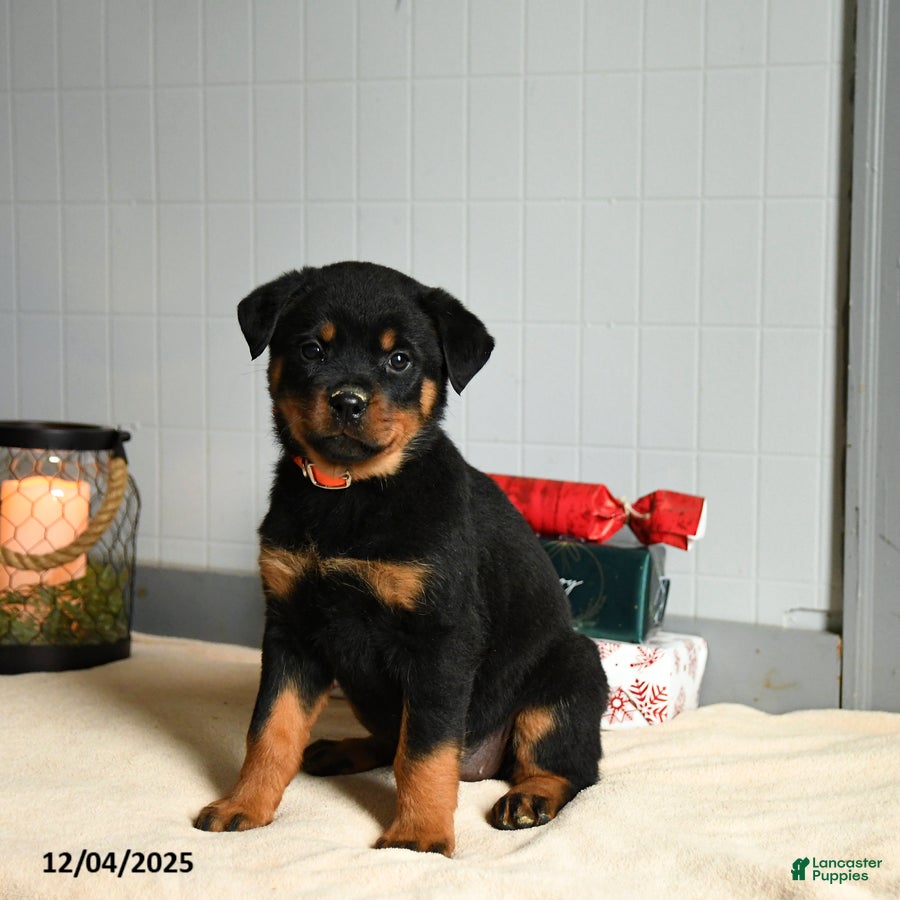 Rottweiler dogs Truffle   - Ad 19