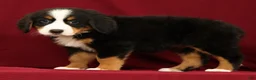 Bernese Mountain Dog dogs for sale: Joy - Ad 5