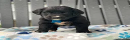 Mixed Breed dogs for sale: Clover - Ad 5