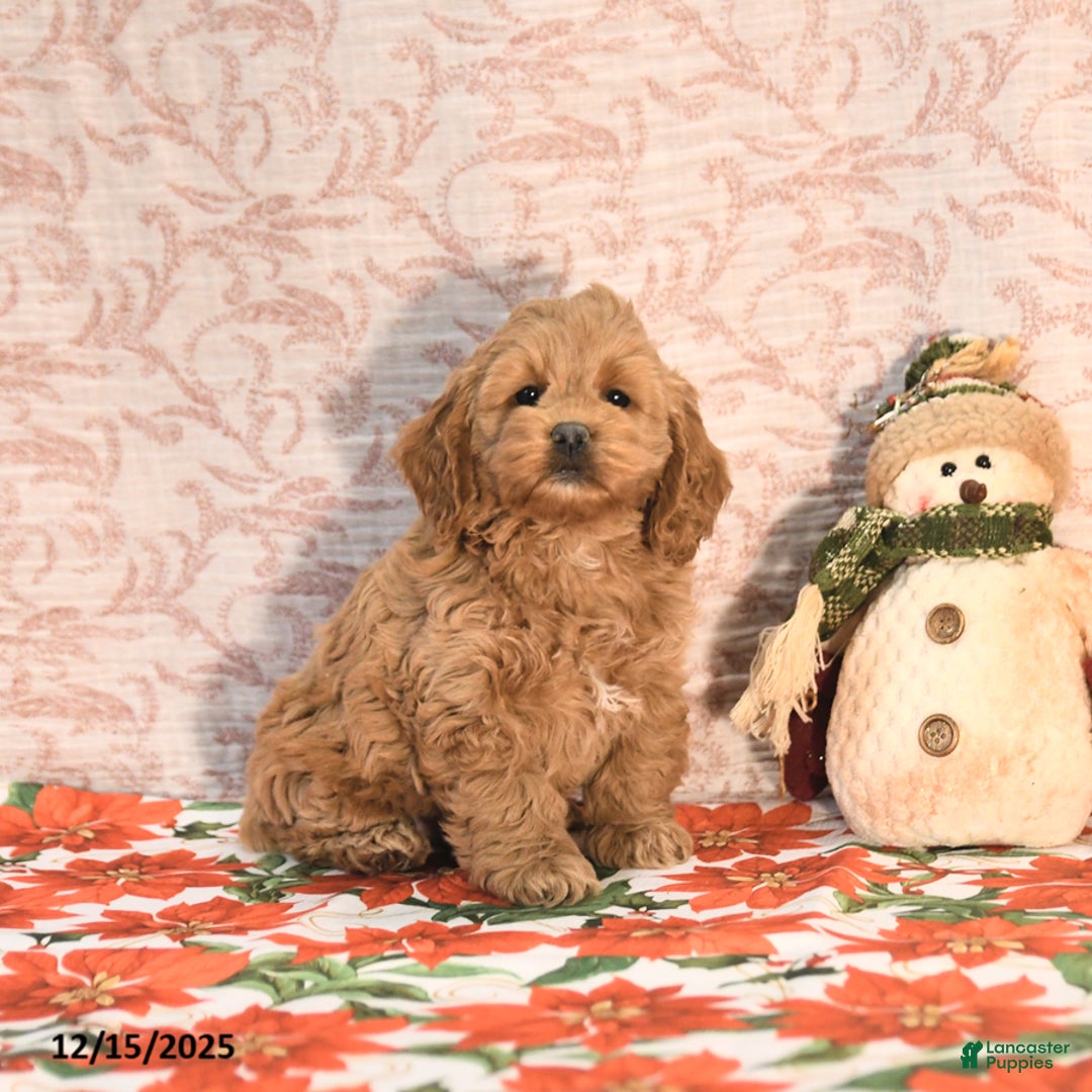 Cockapoo dogs for sale: Julie  - Ad 3