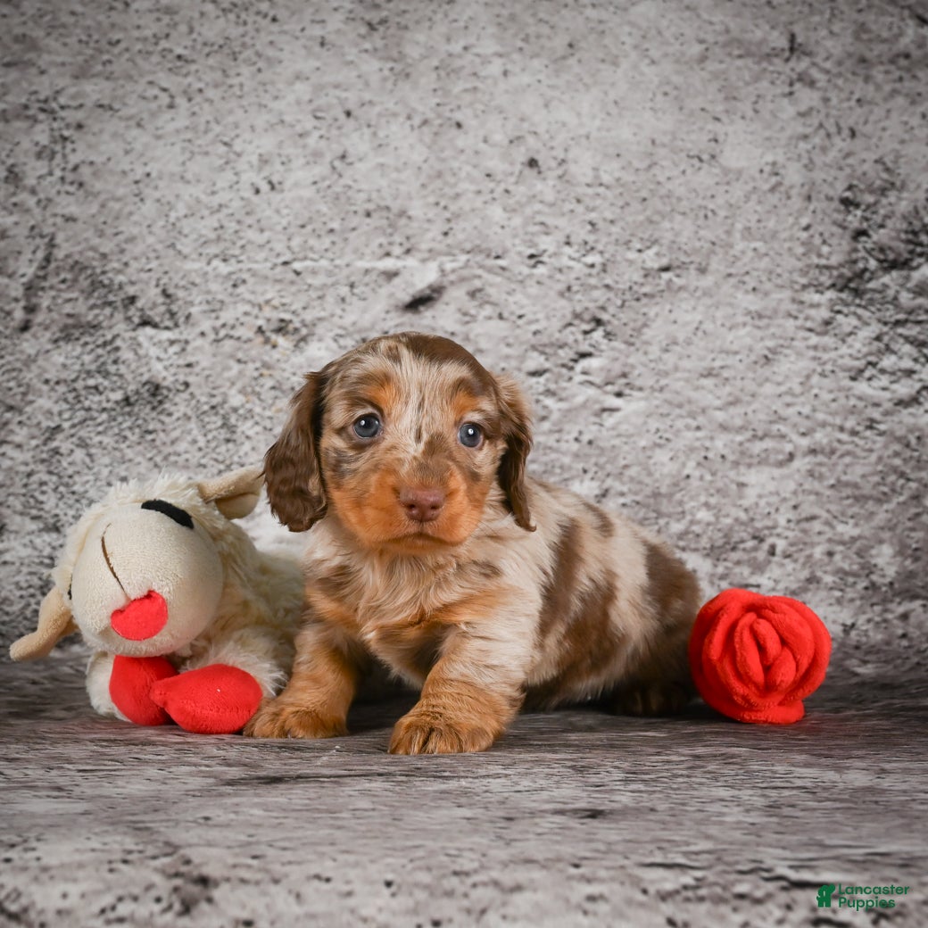Miniature Dachshund dogs Callie - Ad 2