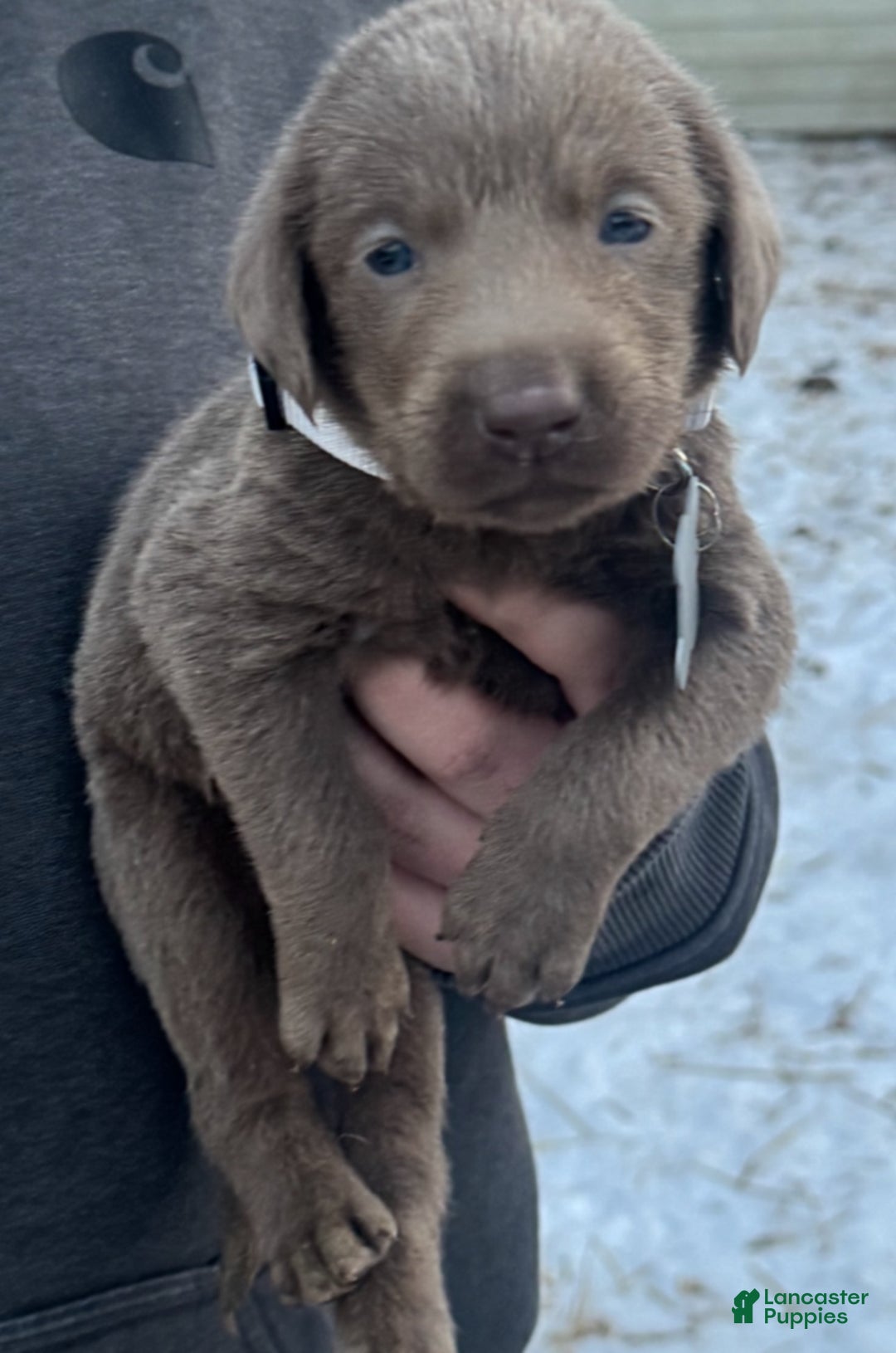 Labrador Retriever dogs for sale: Labrador Retriever Puppy 1 - Ad 6
