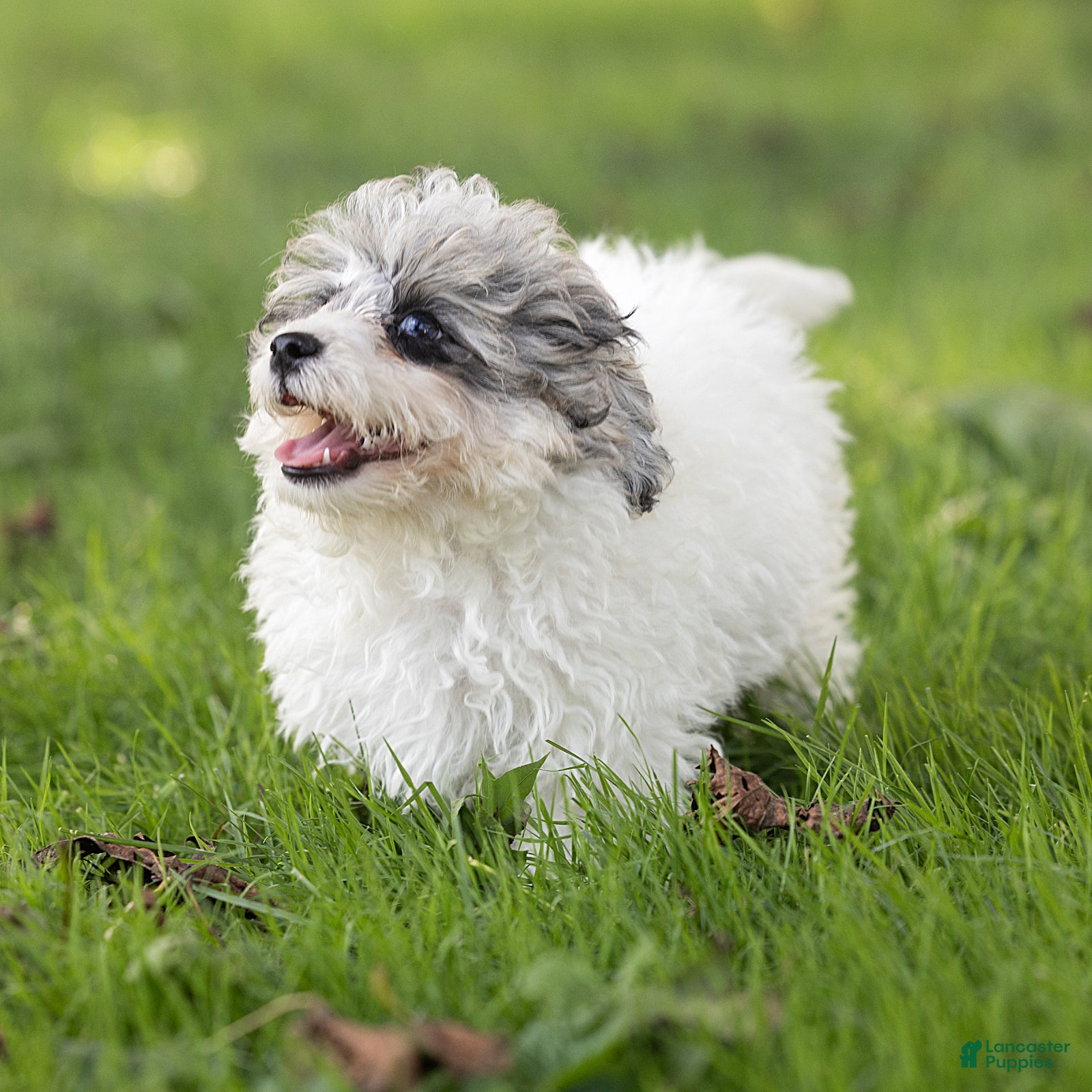 Maltipoo dogs Rex Maltipoo  - Ad 2