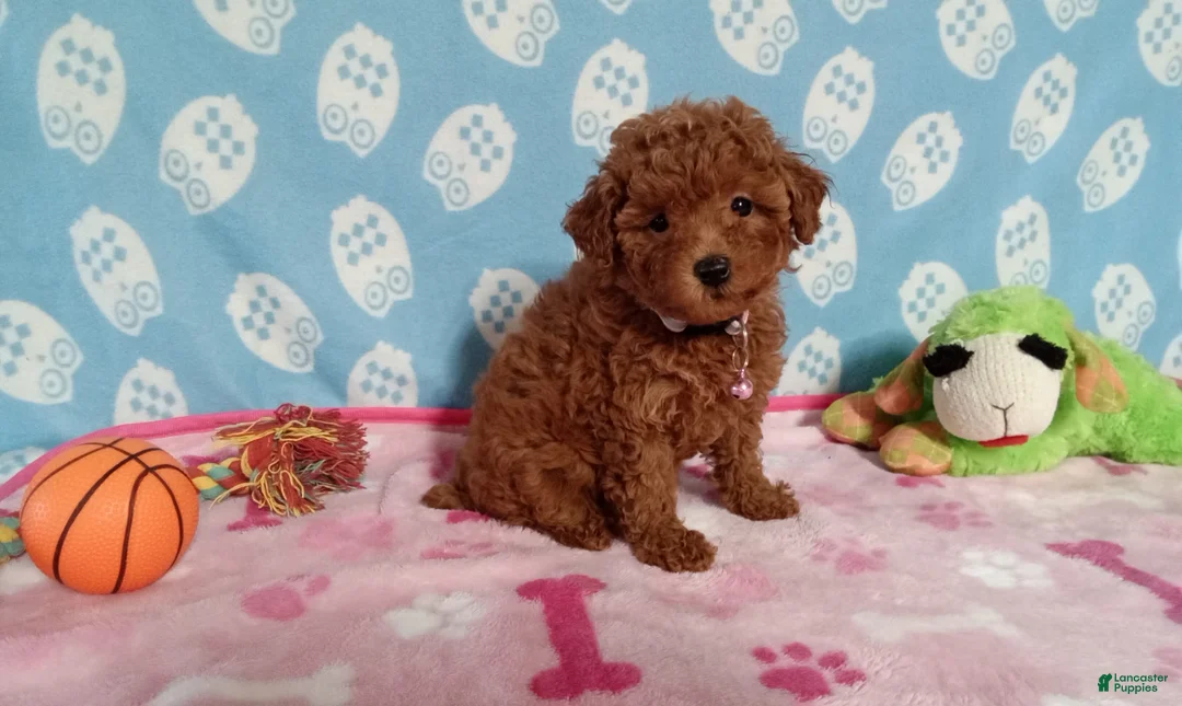 Toy Poodle dogs for sale: Honey  - Ad 1
