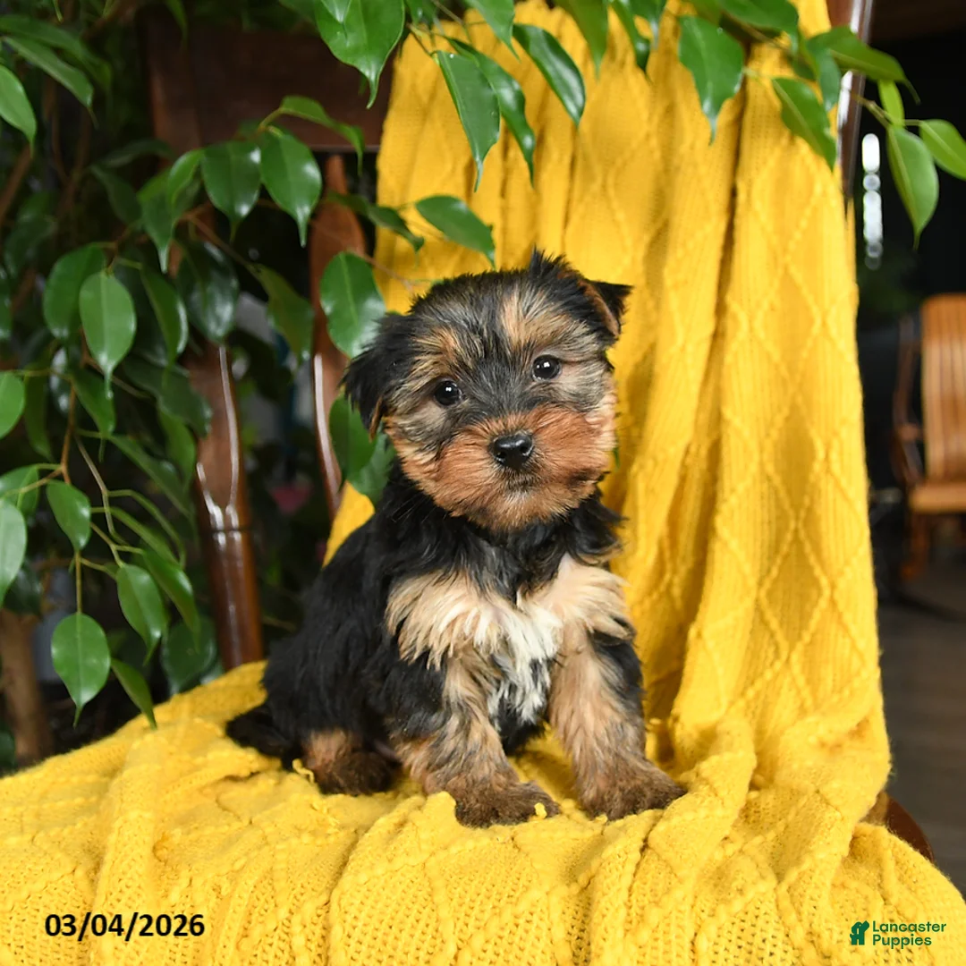 Yorkshire Terrier dogs for sale: Nemo - Ad 1