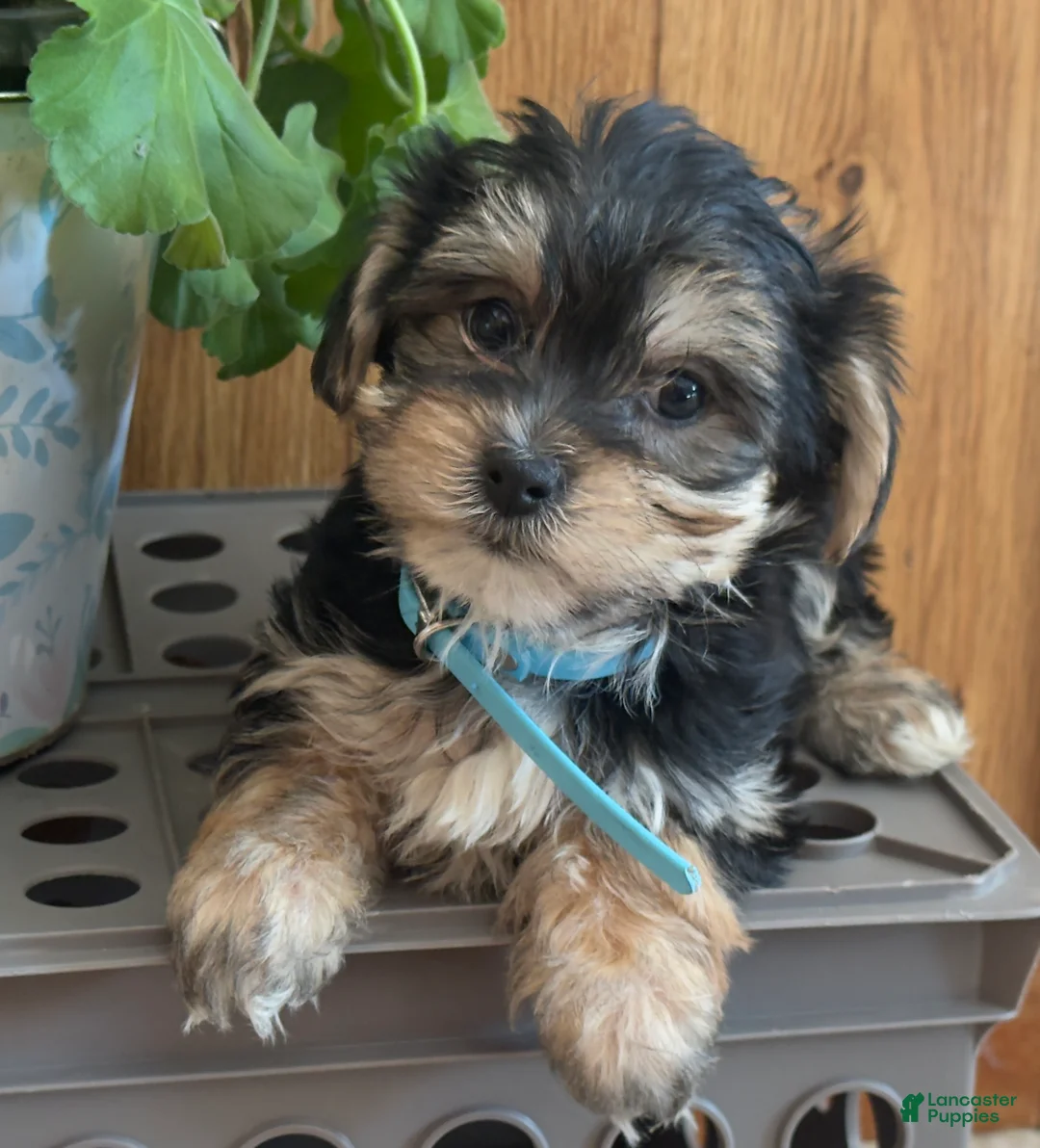 Morkie dogs for sale: Midget - Ad 5