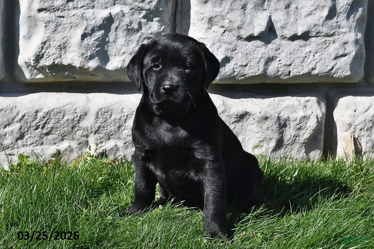 Labrador Retriever dogs Shelly - Ad 1