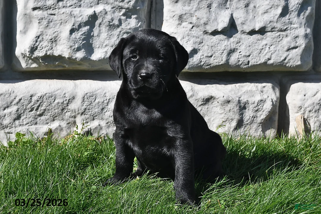 Labrador Retriever dogs for sale: Shelly - Ad 1