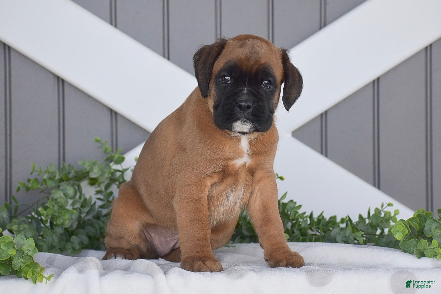 Boxer dogs Gemma - Ad 2