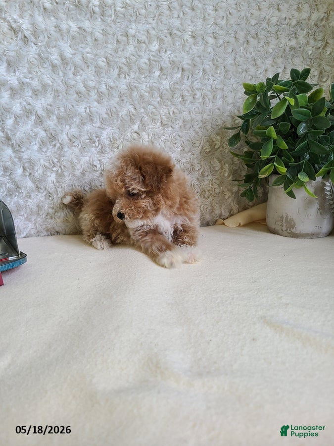 Bichpoo dogs Pluto - Ad 2