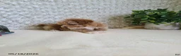 Bichpoo dogs for sale: Pluto - Ad 2