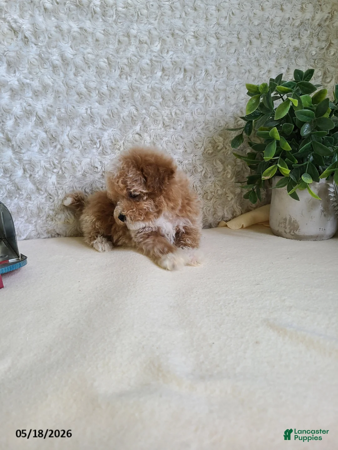 Bichpoo dogs for sale: Pluto - Ad 2