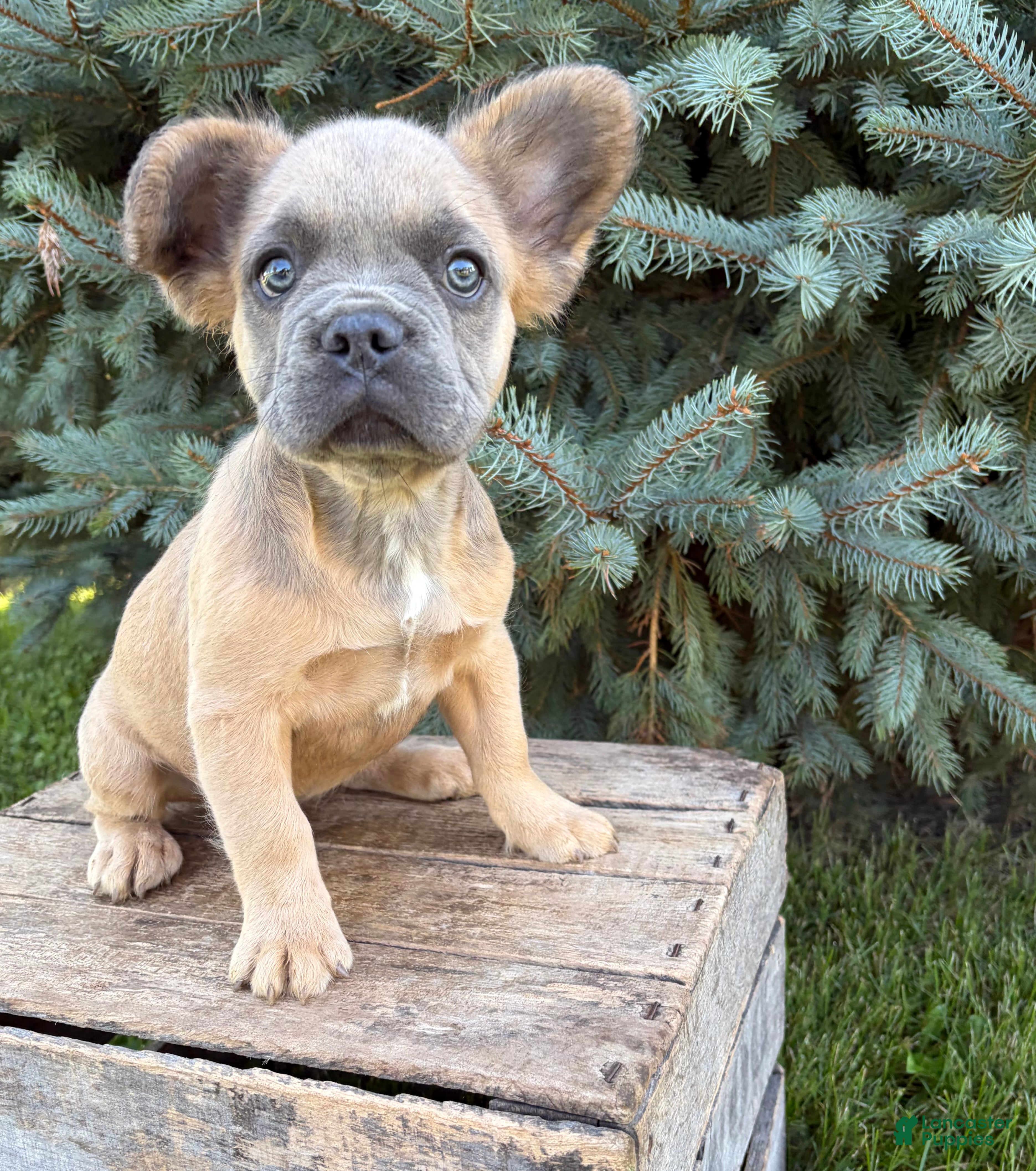 French Bulldog dogs Doc fluffy - Ad 1