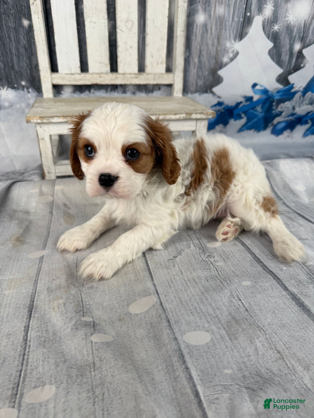 Cavalier King Charles Spaniel dogs for sale: Lucy - Ad 5
