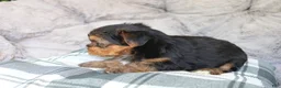 Yorkshire Terrier dogs for sale: Maggie - Ad 9