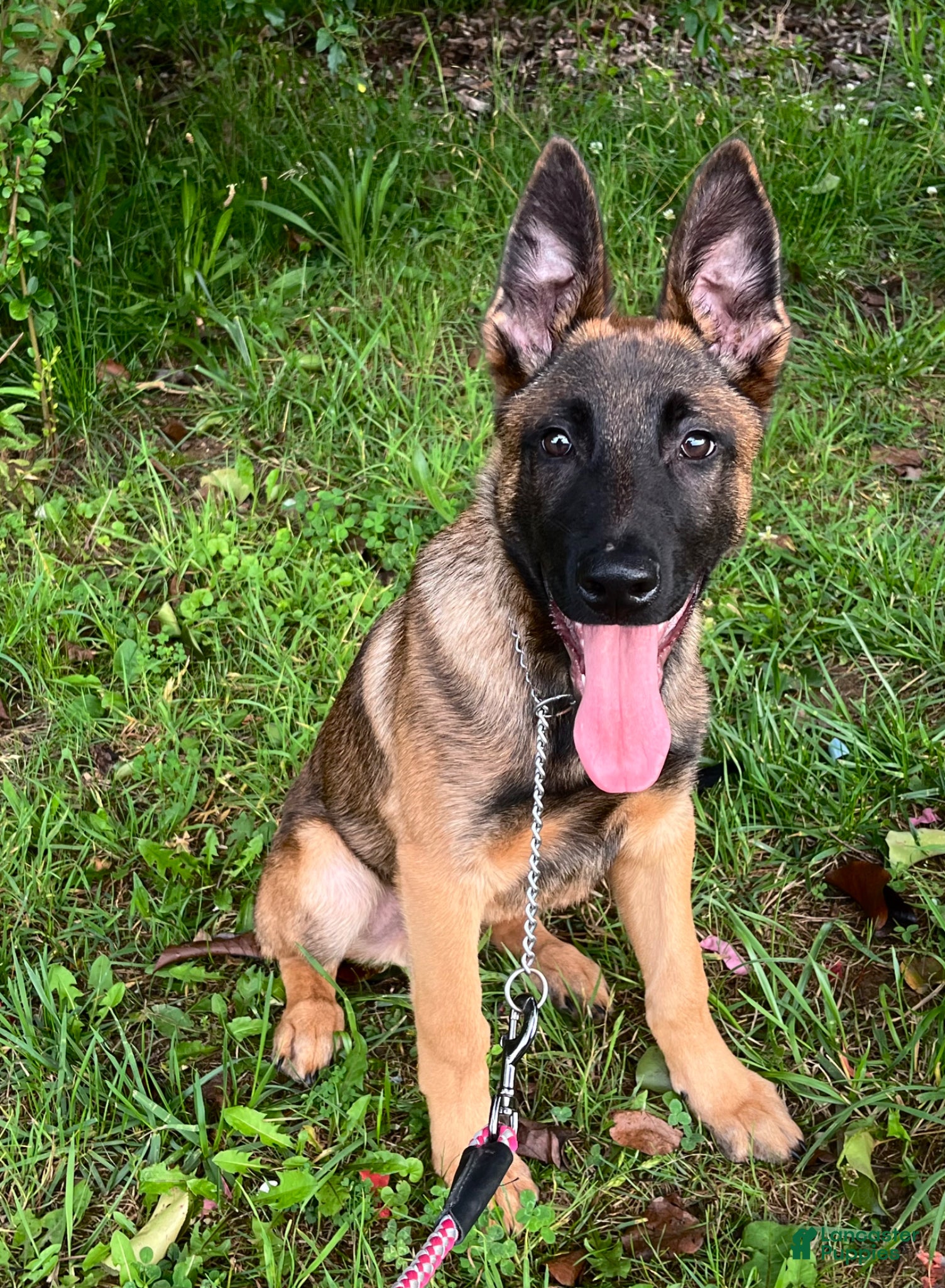 Mixed Breed dogs for sale: Mixed Breed Puppy 1 - Ad 3