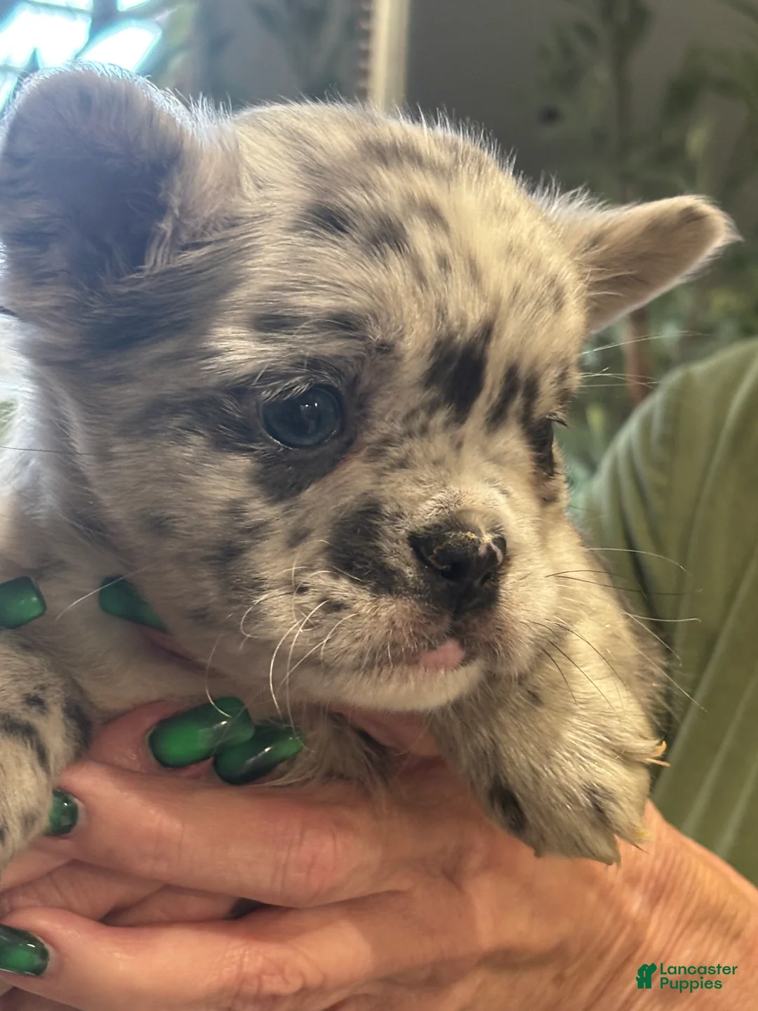 French Bulldog dogs for sale: French Bulldog 2 - Ad 1