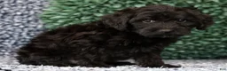Yorkiepoo dogs for sale: Alex - Ad 7