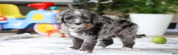 Bernedoodle dogs for sale: Whyatt - Ad 5