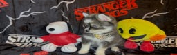 Pomsky dogs for sale: Loki (Mini Pomsky Pup) will be less than 10lbs - Ad 3