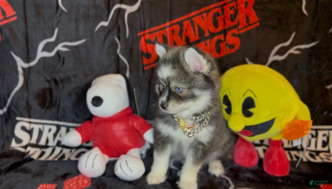 Pomsky dogs for sale: Loki (Mini Pomsky Pup) will be less than 10lbs - Ad 3
