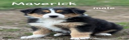Australian Shepherd dogs for sale: Maverick  - Ad 1