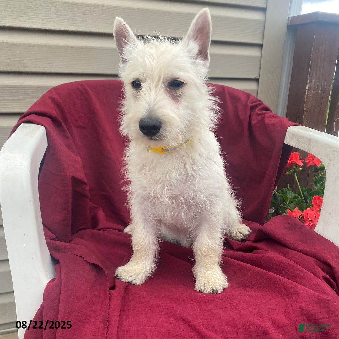 Westie Dogs How Much Should I Feed My Westie Puppy Purebred West