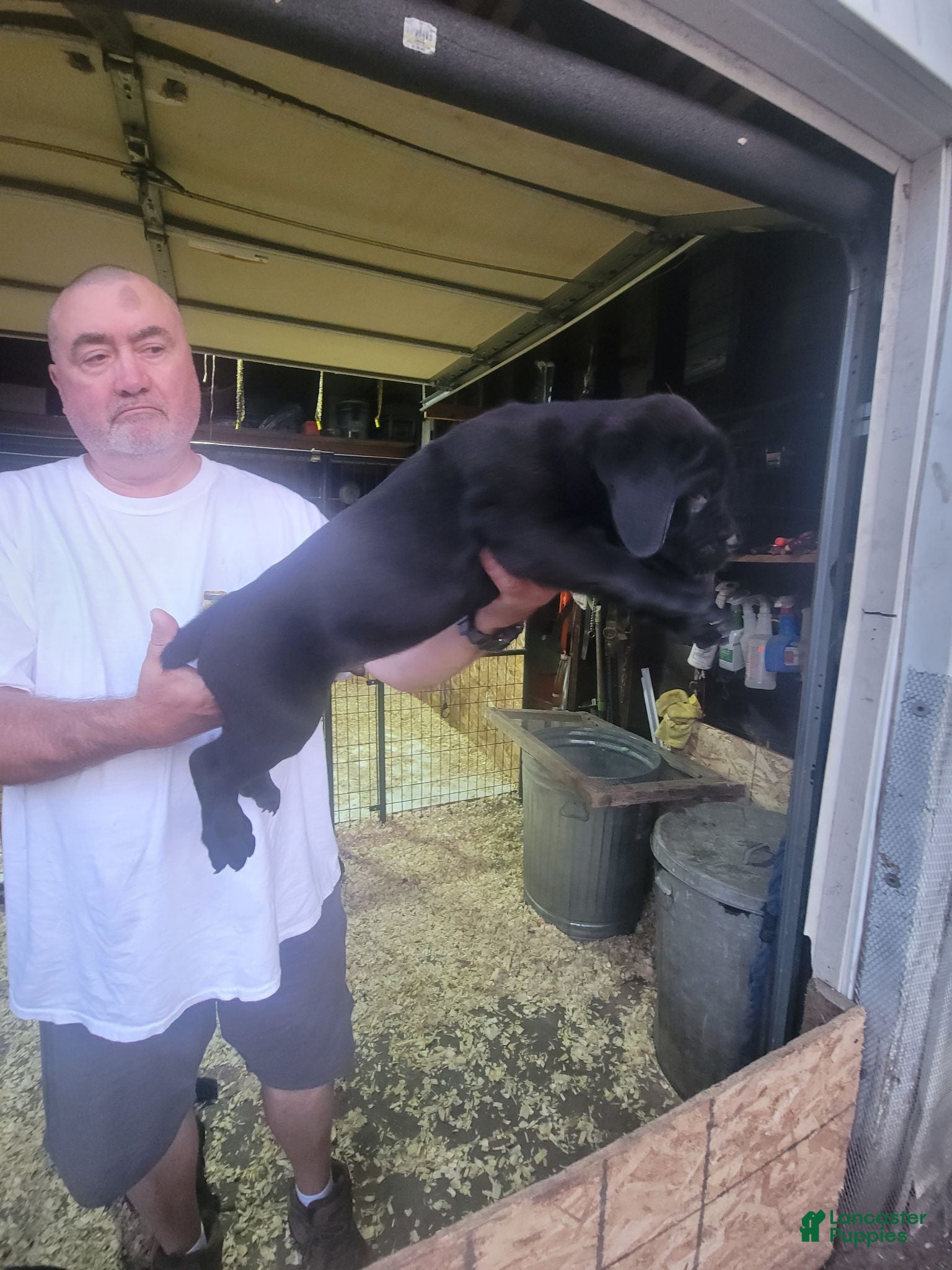 Cane Corso dogs Cane Corso 1 - Ad 1