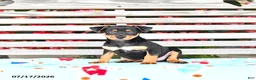 Miniature Pinscher dogs for sale: Jack  - Ad 3