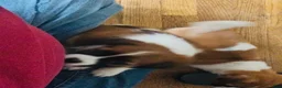 Mixed Breed dogs for sale: Mixed Breed 1 - Ad 5