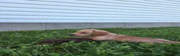 Dachshund dogs for sale: Travis - Ad 4