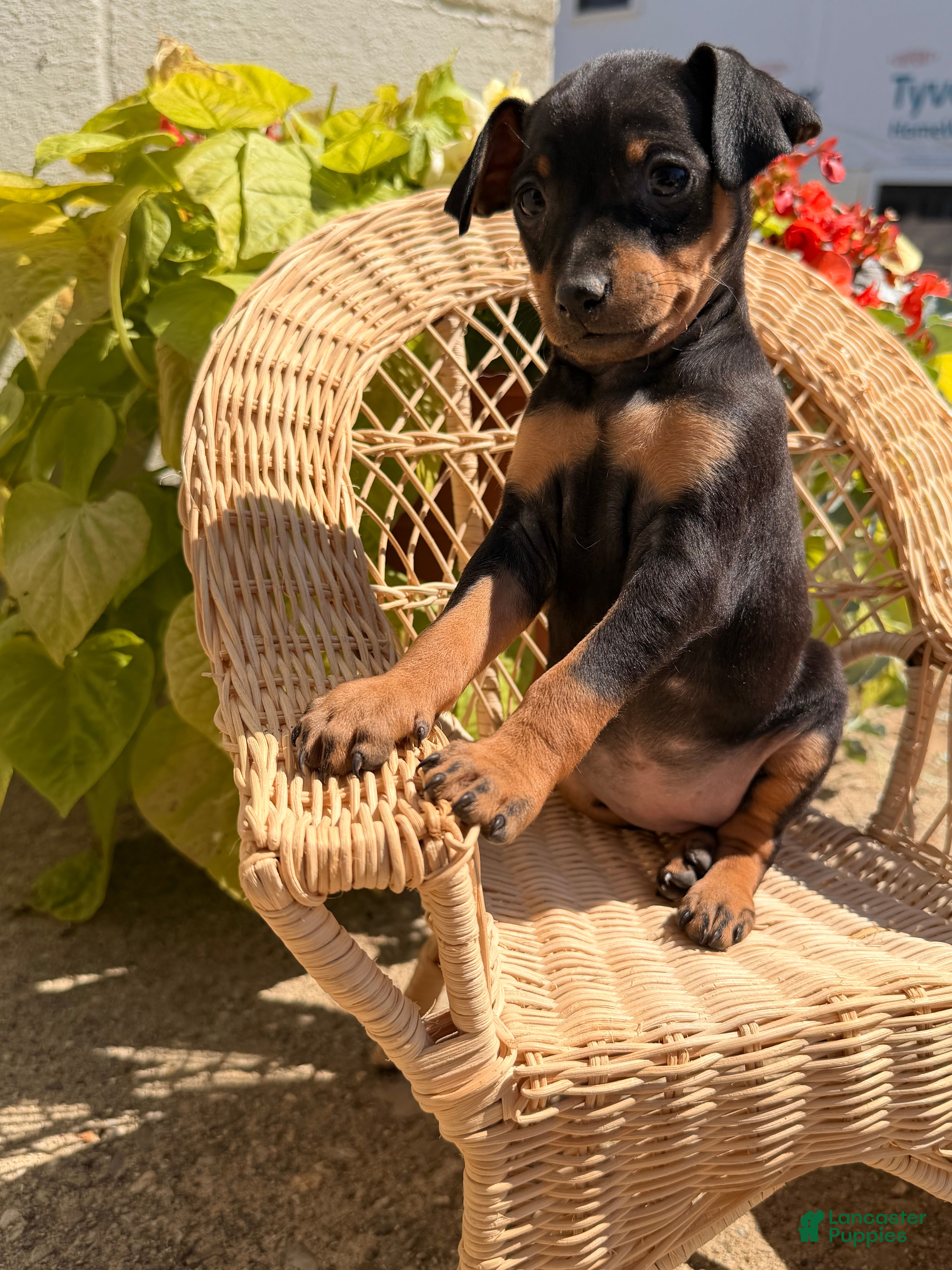 Miniature Pinscher dogs Joseph - Ad 2