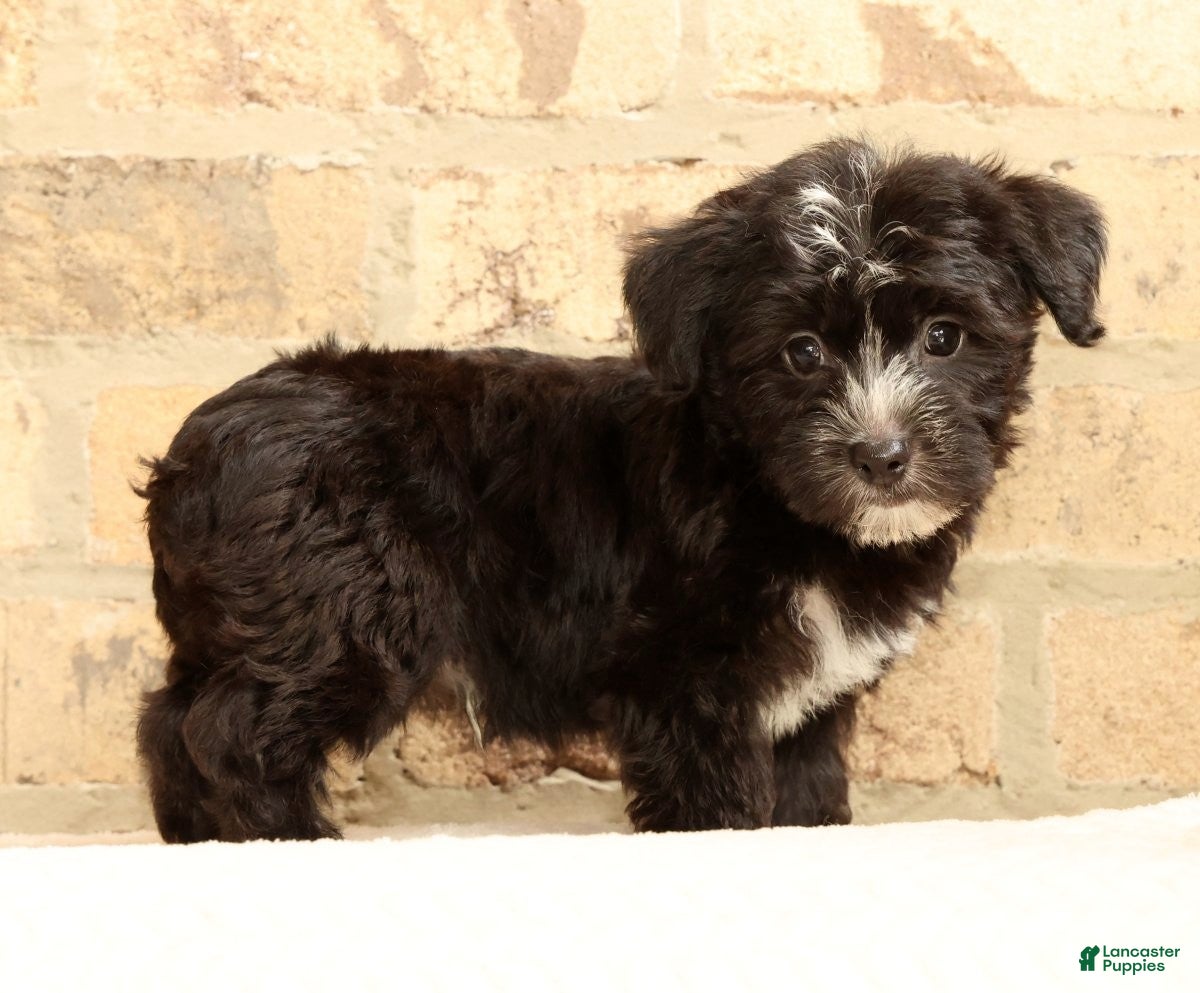 Yochon dogs Snickers - Ad 2