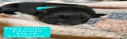 German Shepherd dogs for sale: Teal collar - Ad 3