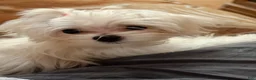 Maltese dogs for sale: Maltese 1 - Ad 2
