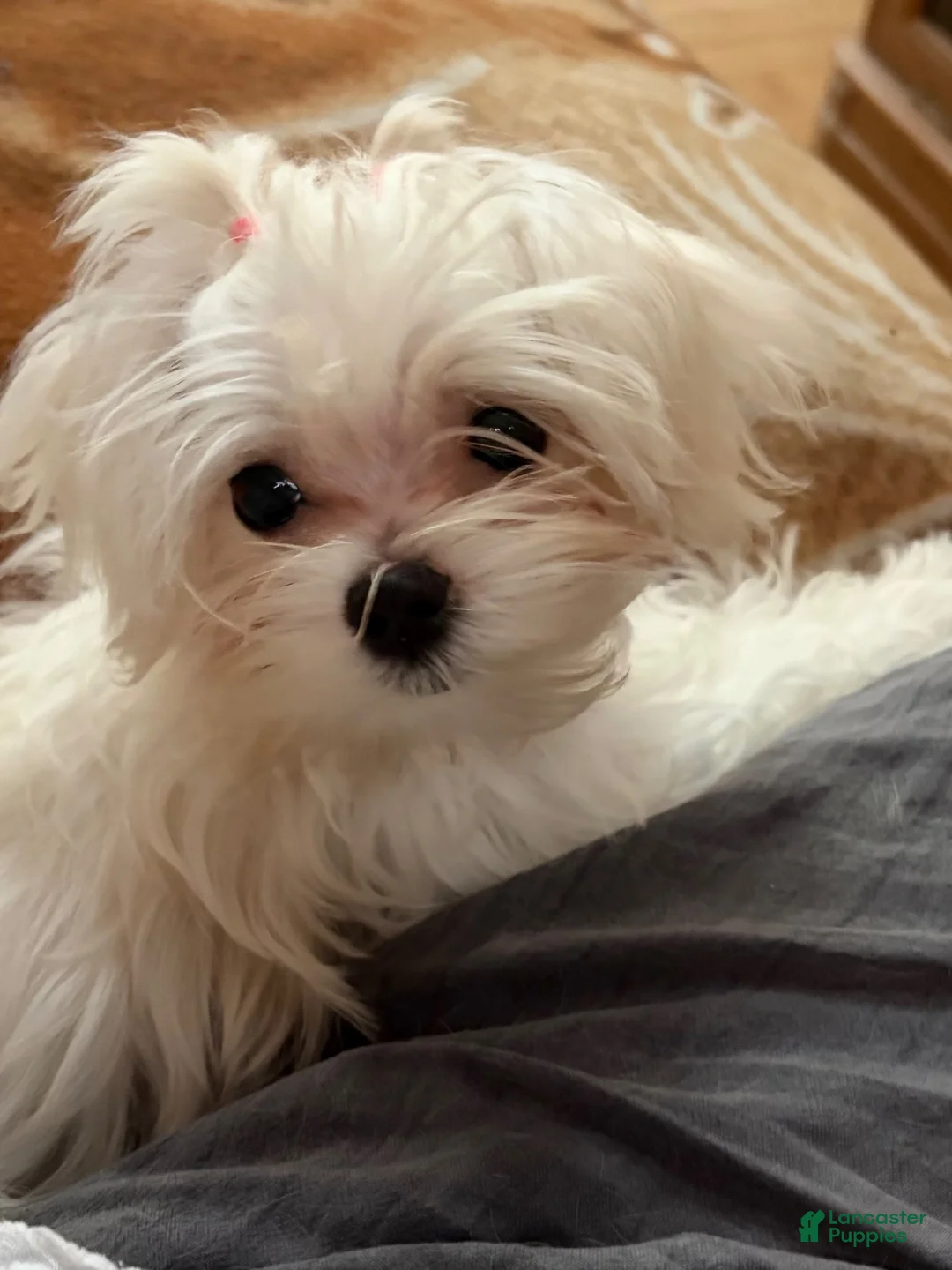 Maltese dogs for sale: Maltese 1 - Ad 2