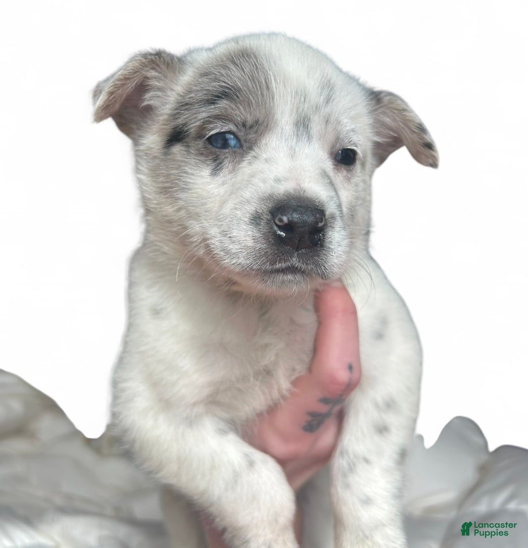 Australian Cattle Dog dogs Australian Cattle Dog Puppy 1 - Ad 2