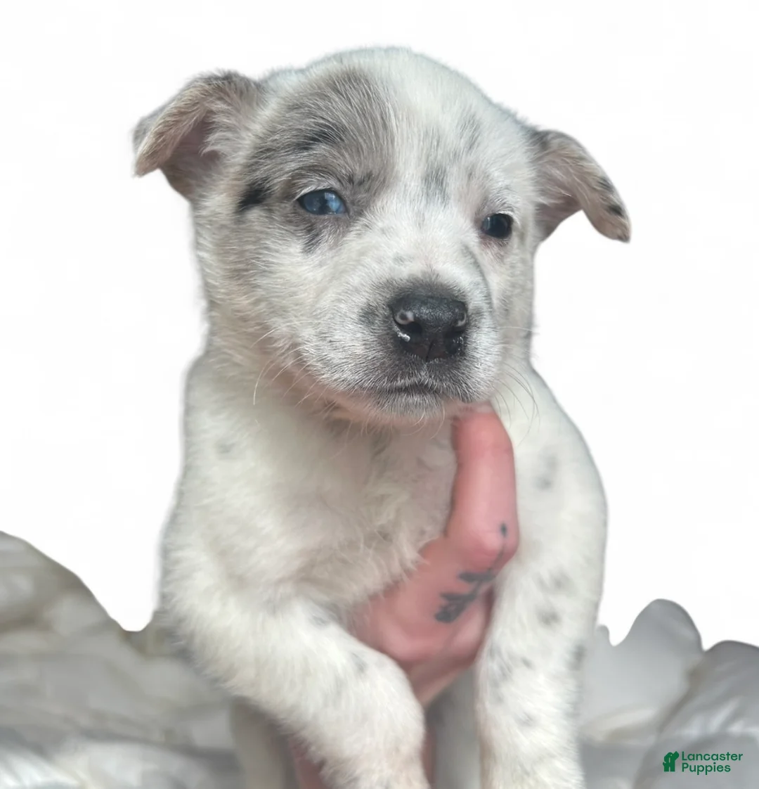 Australian Cattle Dog dogs for sale: Australian Cattle Dog Puppy 1 - Ad 1