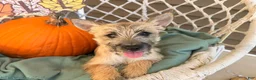 Cairn Terrier dogs for sale: Jenny - Ad 4